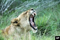 Some South African game park owners are restocking part of the Eastern Cape region with species, such as lion, that last roamed the area more than a century ago