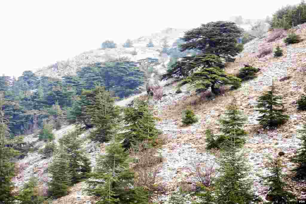 At high altitudes, cedars grow slowly and take pyramid shapes. (V. Undritz for VOA)