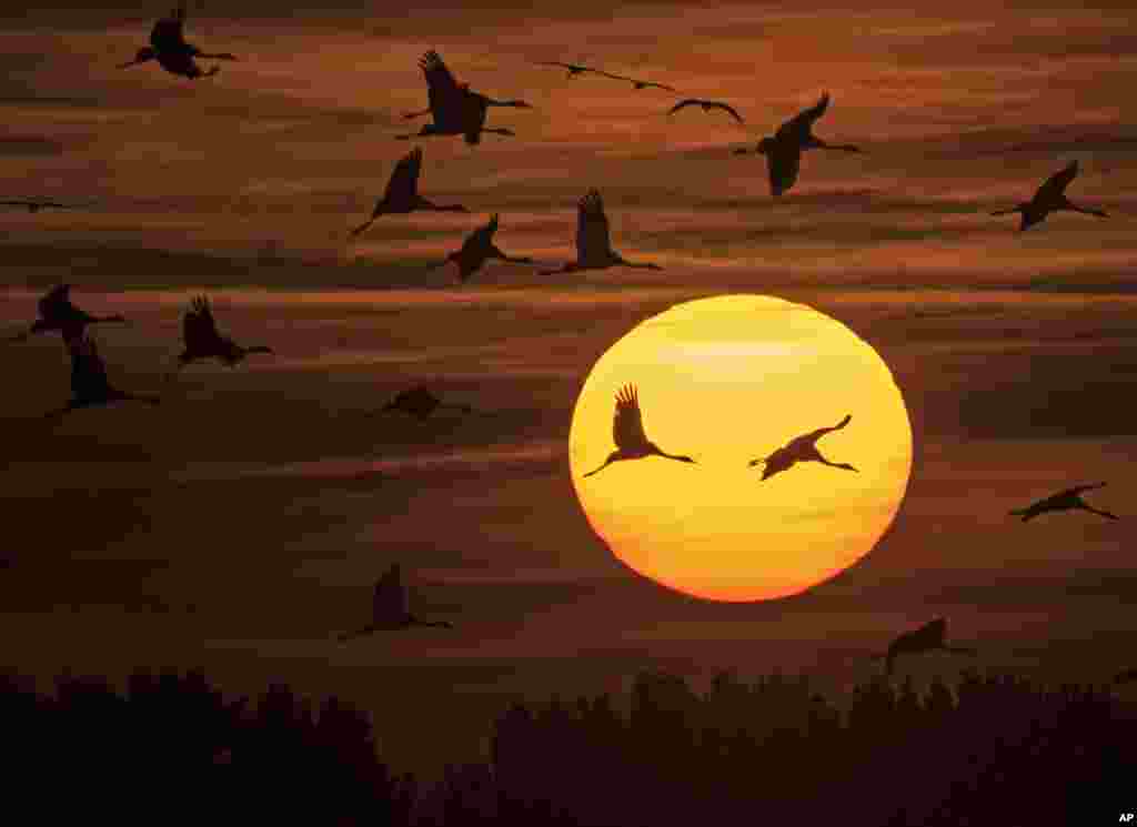 Migrating cranes fly during sunset near Straussfurt, central Germany.