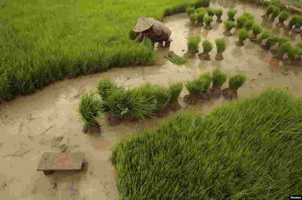 在印度尼西亚的南苏拉威西岛，一位农民在挑稻秧。一条新颁布的食品法将要求像大豆、食糖和稻米等大宗食品的交易商定期向政府报告存储水平，否则将因为囤积食品面临制裁。