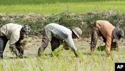 Cambodian farmers work on the rice field in Kampong Speu province, west of Phnom Penh. One of the recommendations proposed by the civil society groups is better agricultural markets. (File)