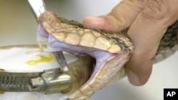 Venom is extracted from a Velvet Killer (Bothrops asper) at Clodomiro Picado Institute in Coronado, Friday June 6, 2003. This particular venom will be transformed into antidote against this snake's deadly bite. The Velvet Killer also known in North Americ