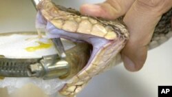 Venom is extracted from a Velvet Killer (Bothrops asper) at Clodomiro Picado Institute in Coronado, Friday June 6, 2003. This particular venom will be transformed into antidote against this snake's deadly bite. The Velvet Killer also known in North Americ