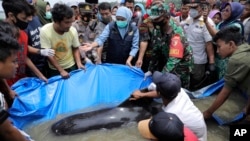 Gubernur Jawa Timur Khofifah Indar Parawansa (tengah), bergabung dengan petugas polisi, tentara, dan relawan untuk menyelamatkan paus pilot yang terdampar di pantai di Bangkalan, di Pulau Madura, Indonesia, Jumat, 19 Februari 2021. (AP Photo/Trisnadi)