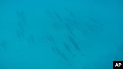 FILE - This Jan. 21, 2016, file image taken from video shows dolphins swimming at the bottom of a bay off Waianae, Hawaii.