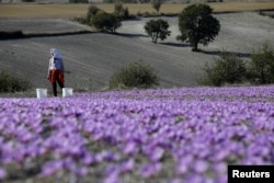 Evangelia Patsioura pauses as she harvests saffron flowers at her family's field in the town of Krokos, Greece, October 27, 2018. (REUTERS/Alkis Konstantinidis)