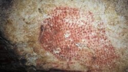 This photo provided by researcher Carole Fritz in February 2021 a prehistoric wall painting depicting a bison, in a French cave discovered in 1931. Using modern microscopy techniques to examine how a conch shell found at the site was modified and hiring a