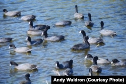 This flock of coots is just a fraction of the waterfowl that spend the winter at Canaveral National Seashore and the adjacent Merritt Island National Wildlife Refuge in Florida.