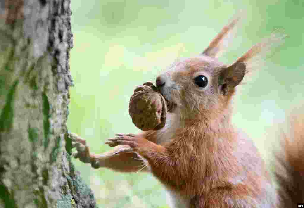 یک سنجاب در پارکی در وین اتریش، گردویی به دندان گرفته است.