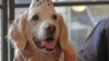 Last Search Dog From Twin Towers Attack Dies