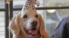 NYC rinde homenaje al último canino rescatista del 9/11
