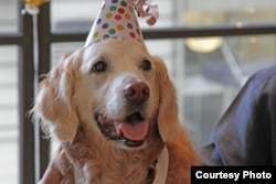Rescue dog Bretagne, who searched for survivors and victims after the September 11, 2001 attack in New York, celebrated her 16th birthday amid a lot of attention and pampering. (Barkpost.com)