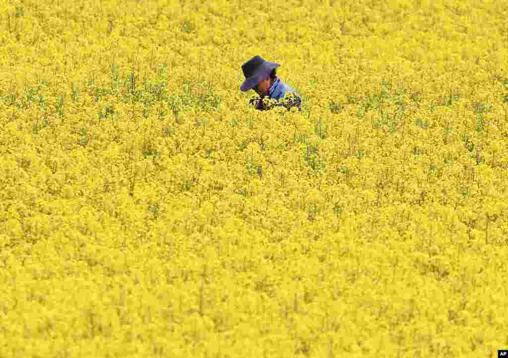A woman stands amidst a filed of rape flowers in the outskirts of Frankfurt, Germany.