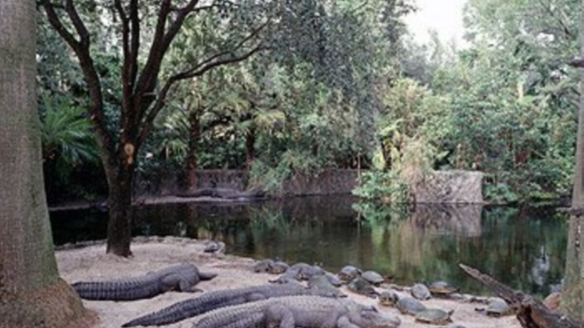 Alligators Drift into Florida Canals Near Homes