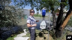 Nadja Mayerle with the Salt Lake City Mosquito Abatement District collects a mosquito trap Tuesday, July 19, 2016, near the marshes, in Salt Lake City. Health authorities in Utah are investigating a unique case of Zika found in a person who had been caring for a relative who had an unusually high level of the virus in his blood.