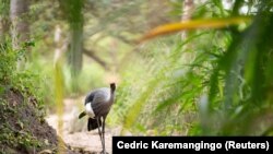 A grey crowned crane is seen at the Umusambi Village, a place for endangered cranes in Kigali, Rwanda. Picture taken June 21, 2021. (REUTERS/Cedric Karemangingo)