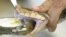 Venom is extracted from a Velvet Killer (Bothrops asper) at Clodomiro Picado Institute in Coronado, Friday June 6, 2003. This particular venom will be transformed into antidote against this snake's deadly bite. The Velvet Killer also known in North Americ