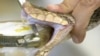 DNA Test Identifies Snake Bites 
