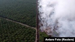 Kebakaran hutan dekat perkebunan kelapa sawit di kecamatan Kumpeh Ulu, Kabupaten Muaro Jambi, 30 Juli 2019. (Foto: Antara via Reuters)