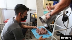 Biology student Eduardo Garcia prepares food for the octopuses.