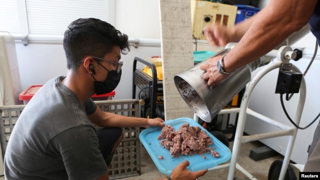 Biology student Eduardo Garcia prepares food for the octopuses.