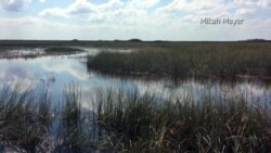 Nature Plays Starring Role in Florida’s Everglades