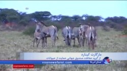 نگاهی به تاثیر جنگ‌های داخلی بر جمعیت حیوانات در حیات وحش آفریقا