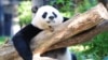 Kina će poslati još pandi u Ameriku, čime započinje nova era "panda diplomatije"