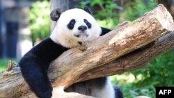 Džinovska panda Mei Xiang u svom ograđenom prostoru u Nacionalnom zoološkom vrtu u Washingtonu, 24. august 2016.