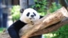 FILES - n this file photo taken on August 24, 2016 female giant panda Mei Xiang rests in her enclosure at the National Zoo in Washington, DC. - 