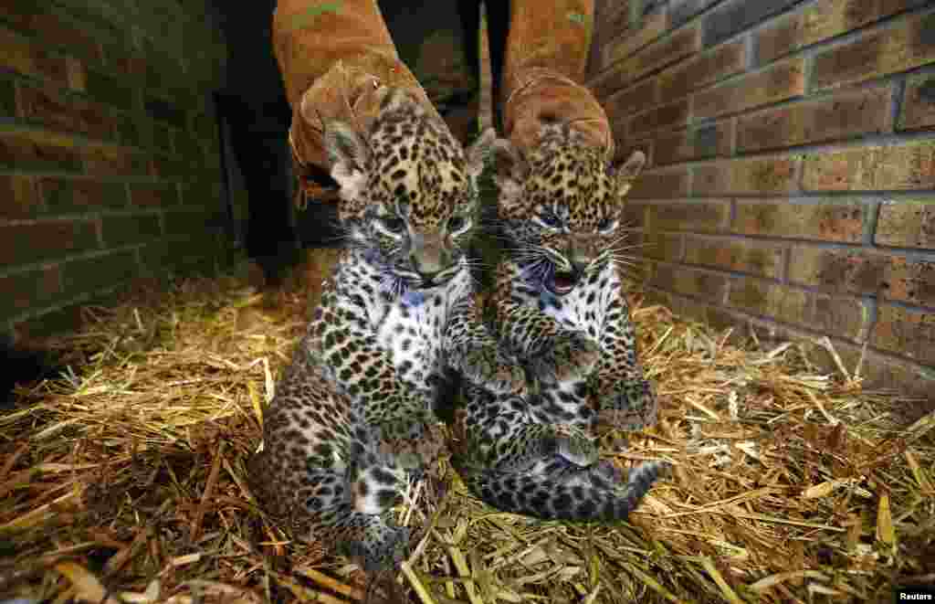 Two unnamed female Sri Lankan baby leopards (Panthera pardus kotiya) are seen in a zoo in Maubeuge, France.