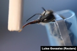 A bee from the apiary of the Universidad del Rosario raised for the research of the formula to protect the brain of bees and other pollinators affected by exposure to pesticides, Bogota, Colombia, October 17, 2024. (REUTERS/Luisa Gonzalez)