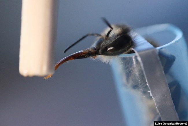 A bee from the apiary of the Universidad del Rosario raised for the research of the formula to protect the brain of bees and other pollinators affected by exposure to pesticides, Bogota, Colombia, October 17, 2024. (REUTERS/Luisa Gonzalez)