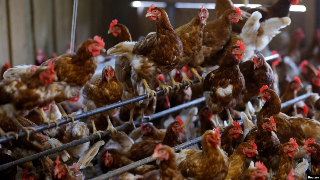 Egg-laying chickens are seen at an organic chicken farm in Corcoue-sur-Logne, France on April 13, 2022. (REUTERS/Stephane Mahe/File Photo)