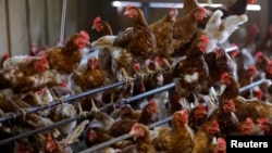 Egg-laying chickens are seen at an organic chicken farm in Corcoue-sur-Logne, France on April 13, 2022. (REUTERS/Stephane Mahe/File Photo)