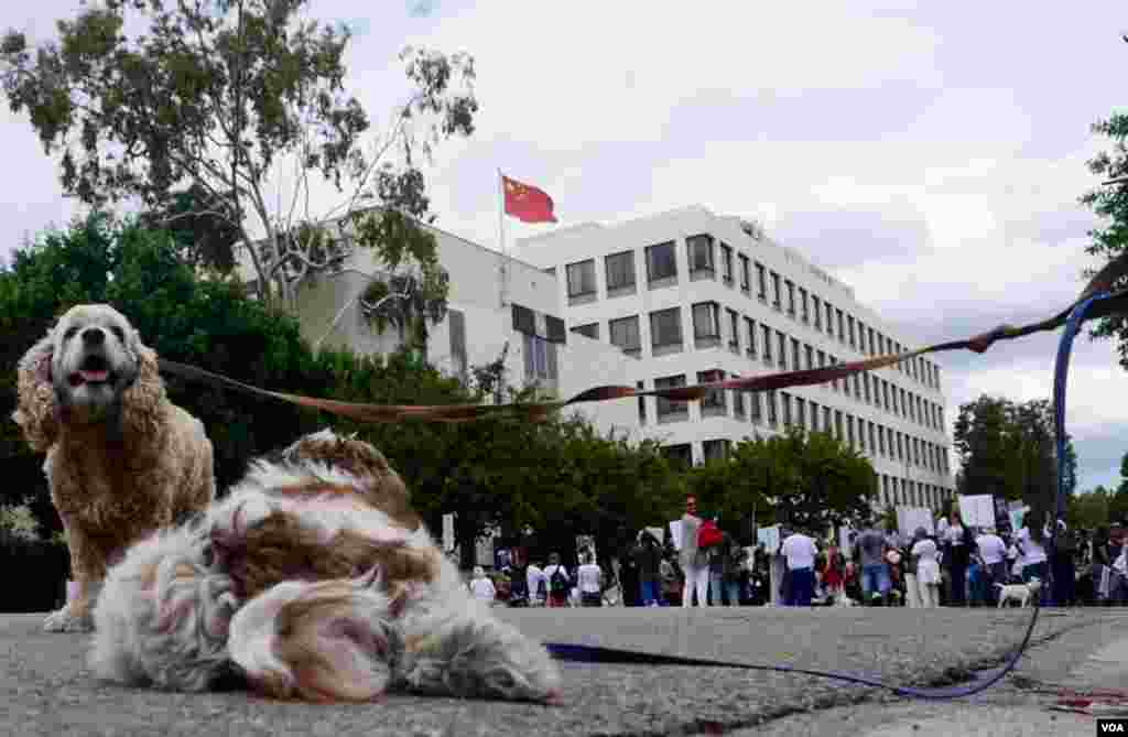 在洛杉矶中国总领馆前示威（美国之音国符拍摄）