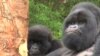 Rwanda's Mountain Gorillas Making Comeback