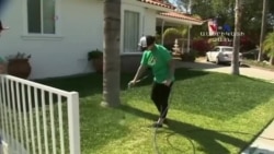 Կալիֆորնիայում չորացած խոտը ներկում են կանաչ