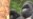 Rwanda's Mountain Gorillas Making Comeback