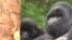 Rwanda's Mountain Gorillas Making Comeback