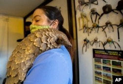 FILE - Veterinary nurse, Alicia Abbott, of the African Pangolin Working Group in South Africa holds a pangolin, at a Wildlife Veterinary Hospital in Johannesburg, South Africa, Sunday, Oct. 18, 2020. (AP Photo/Themba Hadebe)