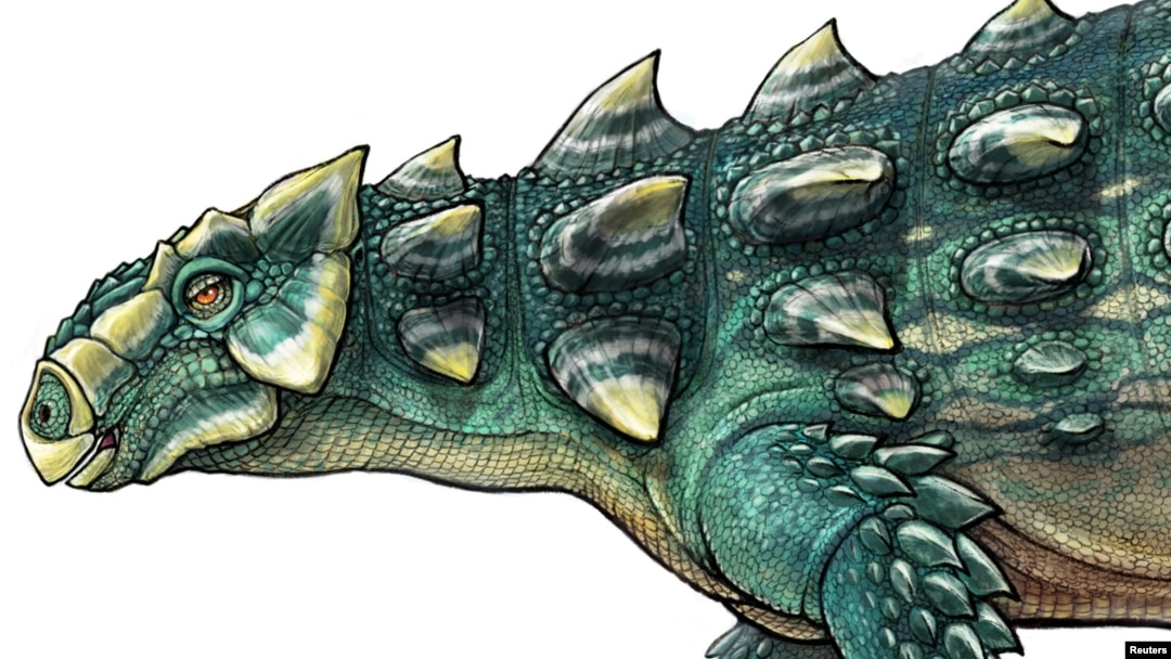 A life recreation of Zuul crurivastator is seen in this illustration provided by the Royal Ontario Museum in Toronto, Canada, handout photo received May 9, 2017.