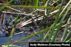 A pod of baby alligators in the sawgrass.