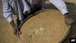 ** FILE ** In this May 5, 2008 file picture a Pakistani laborer sieves the wheat during the wheat harvest on the outskirt of Lahore, Pakistan. World food production must rise by 50 percent by 2030 to meet increasing demand, U.N. chief Ban Ki-moon told wor