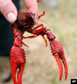 Here's a single crawfish, or mudbug. It's considered a delicacy, both by Louisianans and their visitors and by the raccoons that steal them from traps in rice ponds.