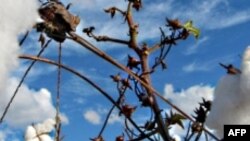 Përplasje SHBA-Brazil për subvencionet në mbështetje të fermerëve