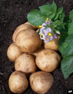 Potato tubers and flowers.