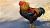 ฟลอริดาเตรียมห้ามให้อาหาร “ไก่จรจัด” หวั่นไก่ไล่ตีประชาชน