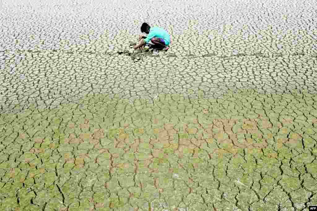 인도&nbsp;센네이 외곽의 가뭄에 바짝 마른 호수 위에서 소년이 게와 가물치를 잡고 있다.