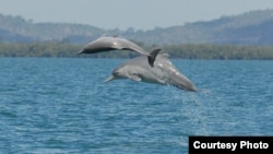 Two individual animals from an as-of-yet unnamed species of humpback dolphin are shown in the waters off northern Australia. (Guido Parra)